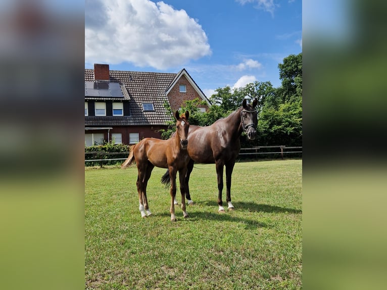 Westphalien Jument Poulain (04/2025) Alezan in Warendorf