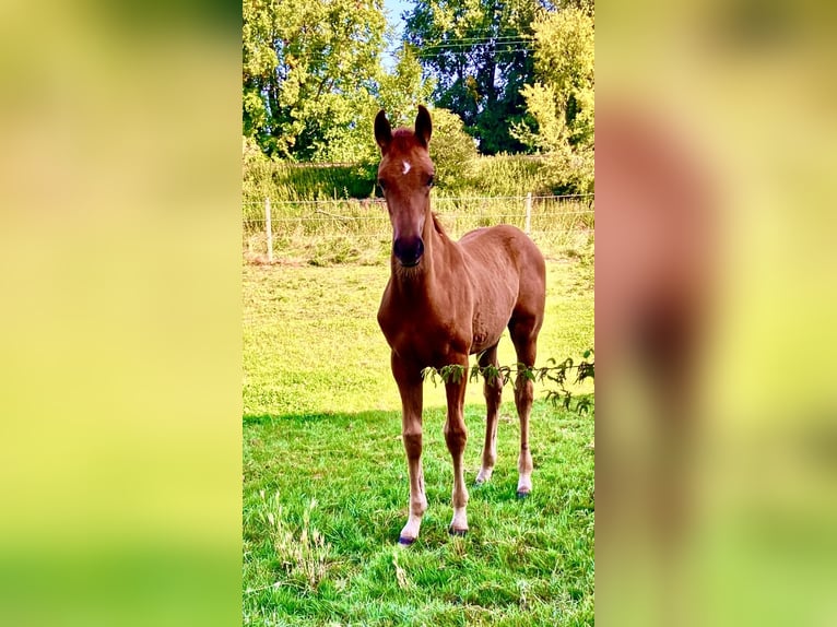 Westphalien Jument Poulain (05/2025) Alezan in Unna