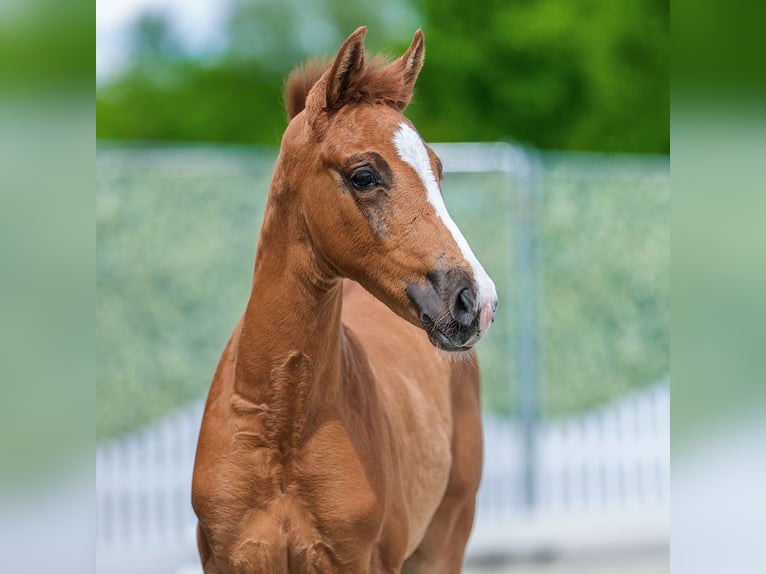 Westphalien Jument Poulain (04/2026) Alezan in Mnster-Handorf