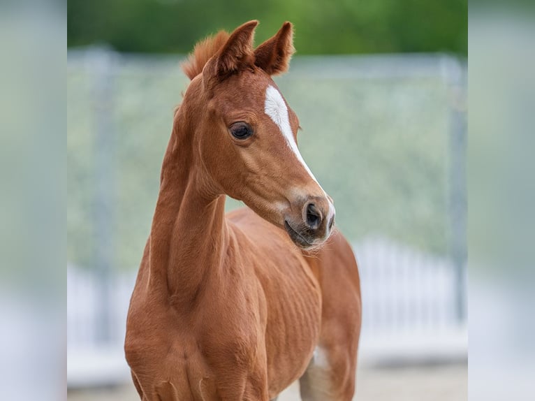 Westphalien Jument Poulain (04/2026) Alezan in Wettringen