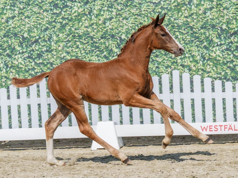 Westphalien Jument Poulain (04/2026) Alezan in Mnster-Handorf