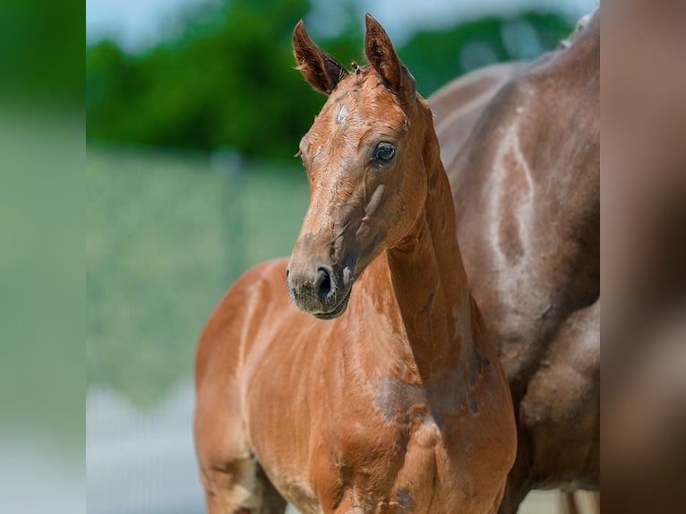 Westphalien Jument Poulain (04/2026) Alezan in Mnster-Handorf