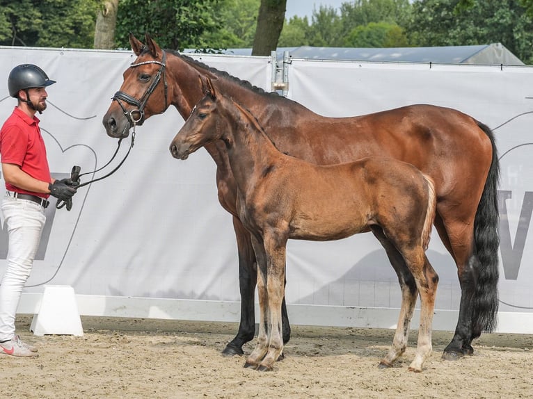 Westphalien Jument Poulain (05/2024) Bai brun in AN Voorst Oude Ijsselstreek