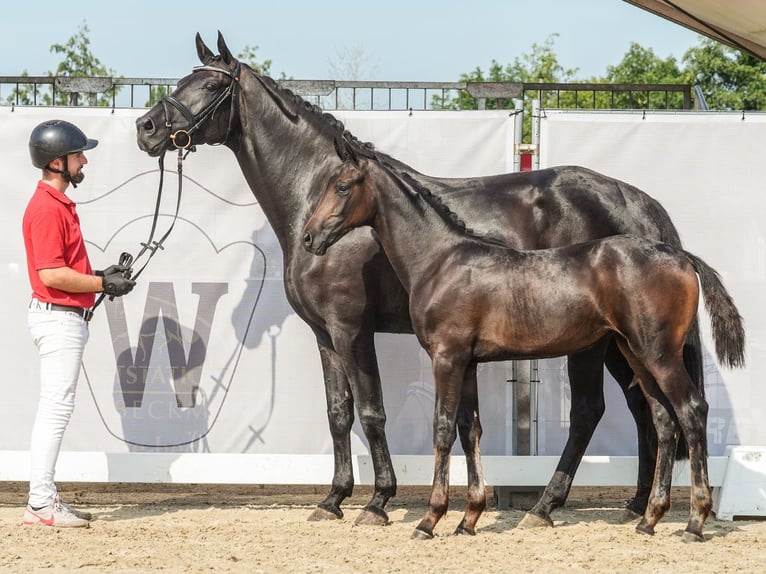 Westphalien Jument Poulain (04/2024) Bai brun in Borken