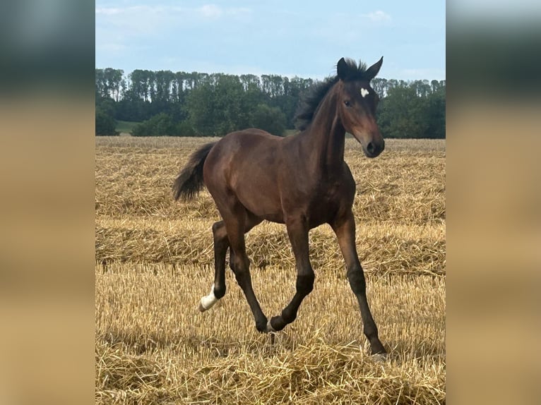 Westphalien Jument Poulain (03/2025) Bai brun in Beckum