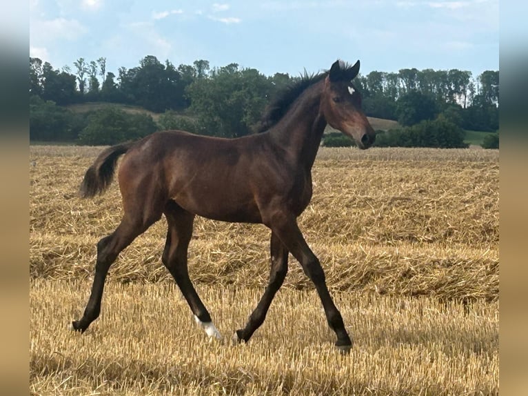 Westphalien Jument Poulain (03/2025) Bai brun in Beckum