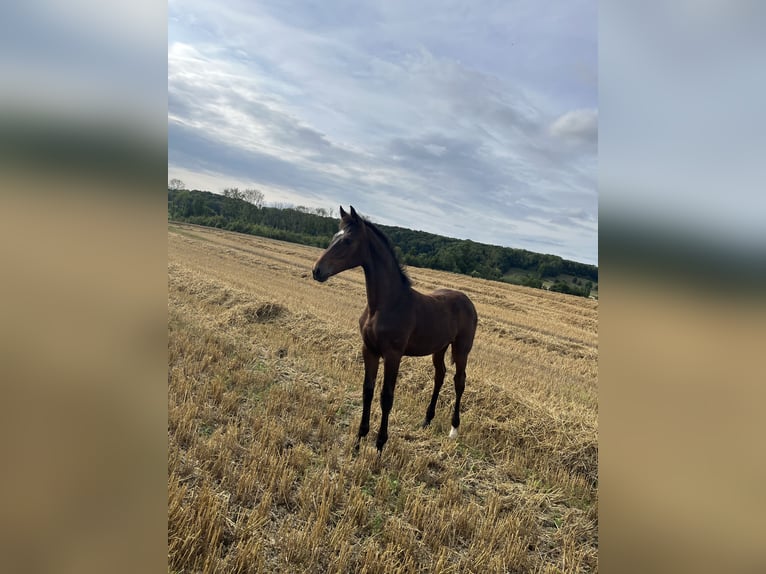 Westphalien Jument Poulain (03/2025) Bai brun in Beckum