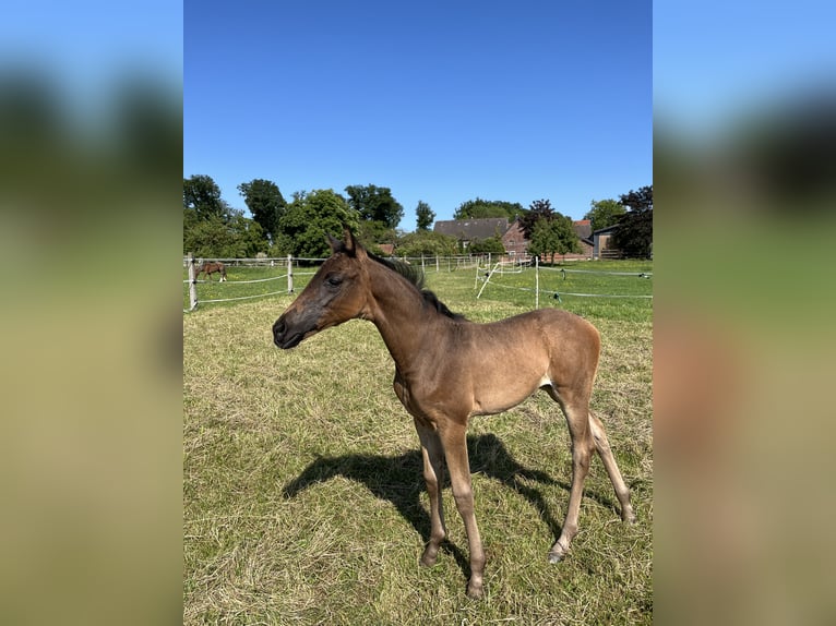 Westphalien Jument Poulain (04/2025) Bai brun in Oelde
