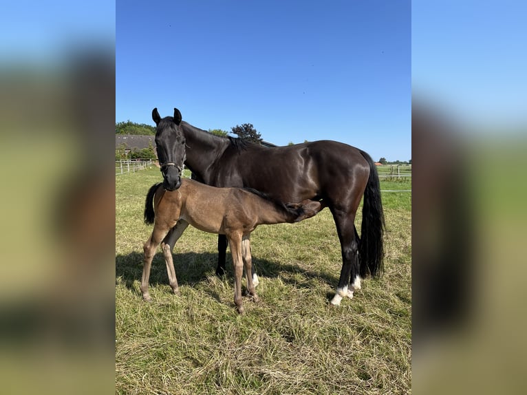 Westphalien Jument Poulain (04/2025) Bai brun in Oelde