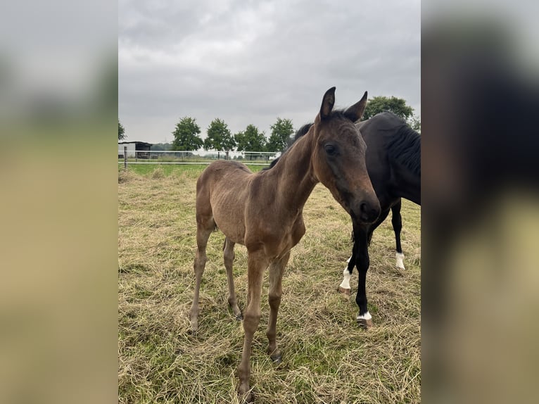 Westphalien Jument Poulain (04/2025) Bai brun in Oelde