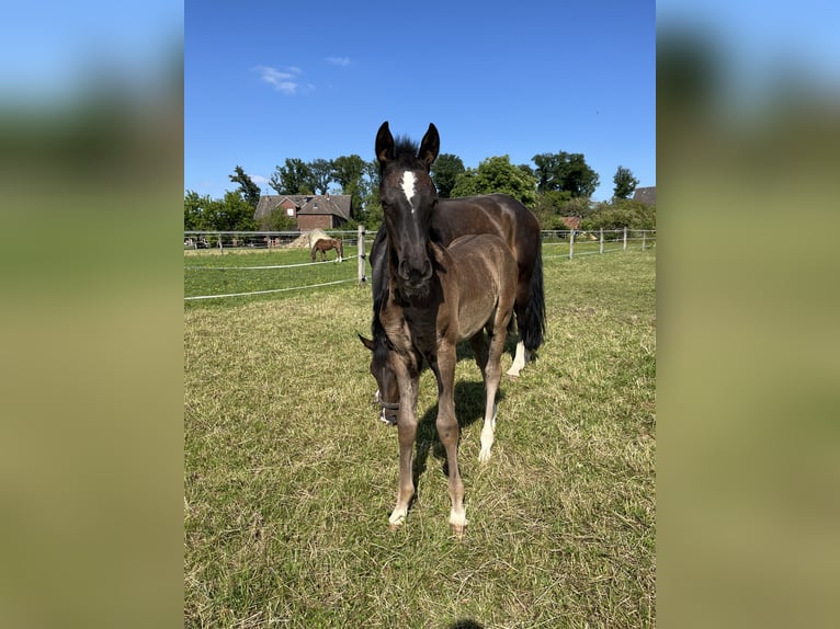 Westphalien Jument  Bai brun in OeldeOelde