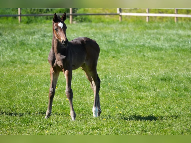 Westphalien Jument Poulain (03/2026) Bai brun in Gescher