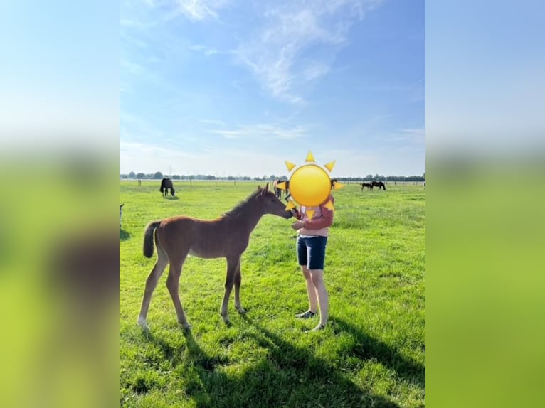 Westphalien Jument  Bai in Hamminkeln