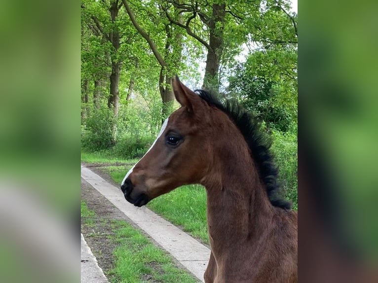 Westphalien Jument Poulain (04/2026) Bai in Ahlen