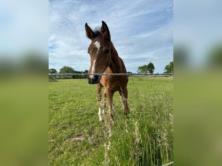 Westphalien Jument Poulain (04/2026) Bai in Soest