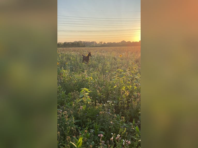 Westphalien Jument Poulain (06/2023) Bai in Wettringen