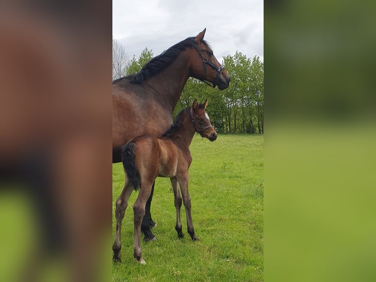 Westphalien Jument Poulain (05/2023) Bai in Wenden
