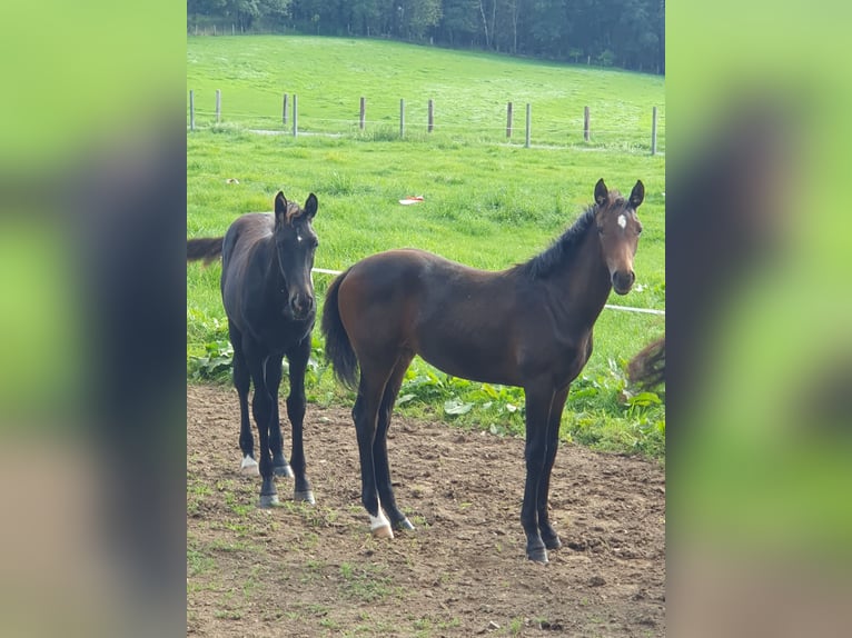 Westphalien Jument Poulain (05/2023) Bai in Wenden