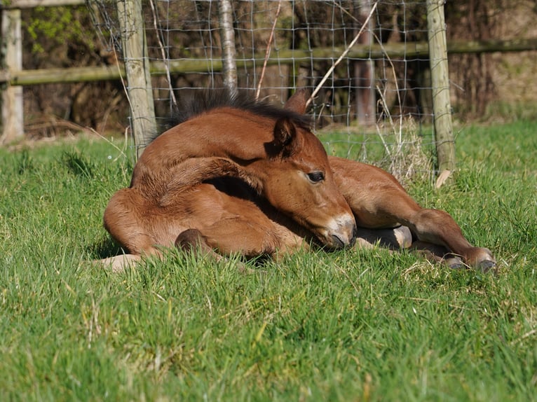 Westphalien Jument Poulain (01/2024) Bai in Hamm