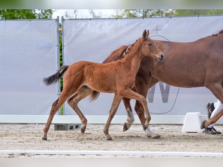 Westphalien Jument Poulain (01/2024) Bai in Hamm