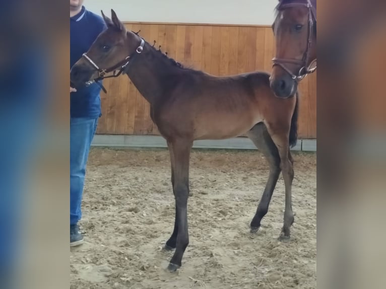 Westphalien Jument  Bai in Freren