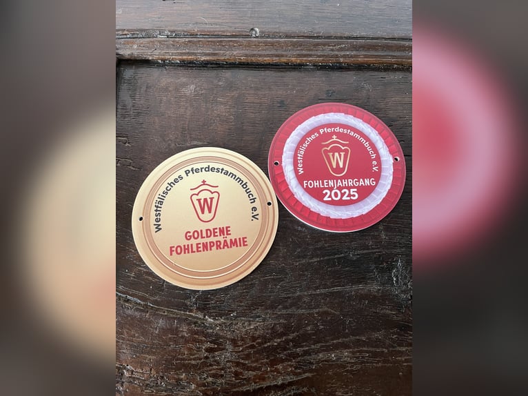 Westphalien Jument Poulain (06/2025) Bai in Hamm
