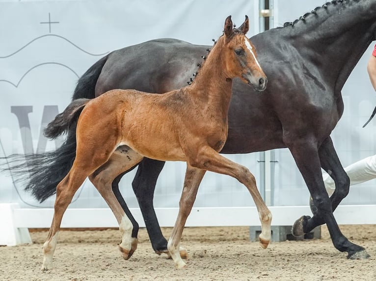 Westphalien Jument Poulain (05/2024) Bai in Harsewinkel