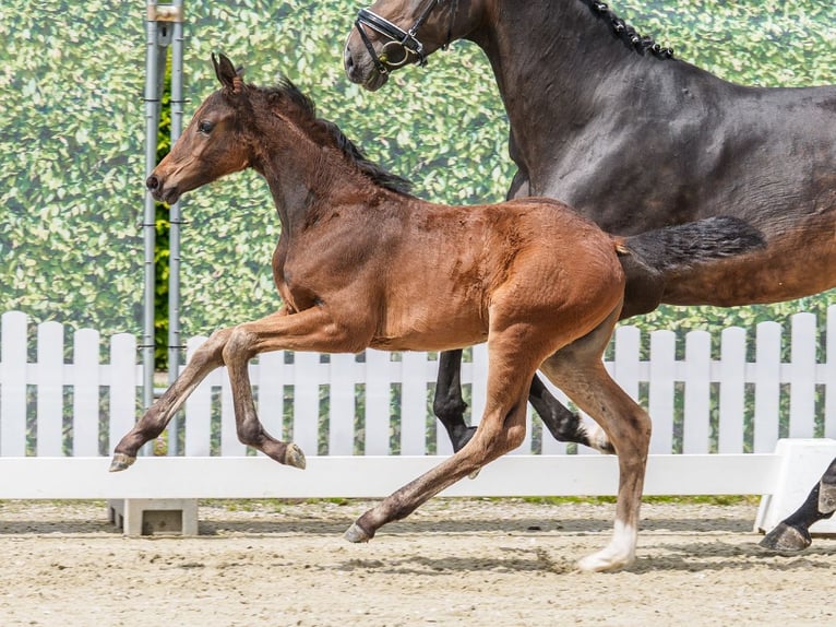 Westphalien Jument Poulain (03/2026) Bai in Mnster-Handorf