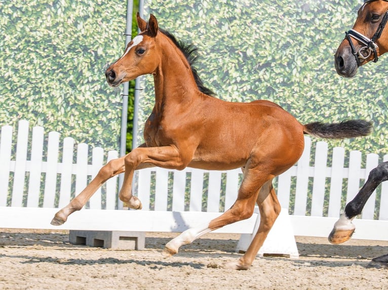 Westphalien Jument Poulain (05/2026) Bai in Mnster-Handorf