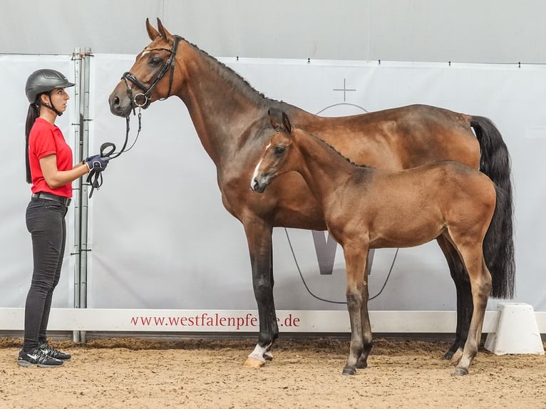 Westphalien Jument Poulain (05/2024) Bai in Norden-Norddeich