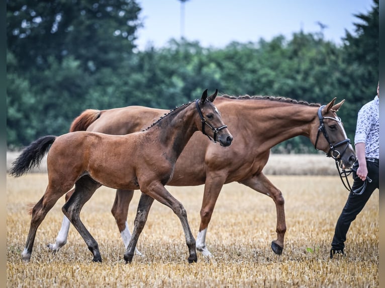 Westphalien Jument Poulain (04/2024) Bai in Raesfeld