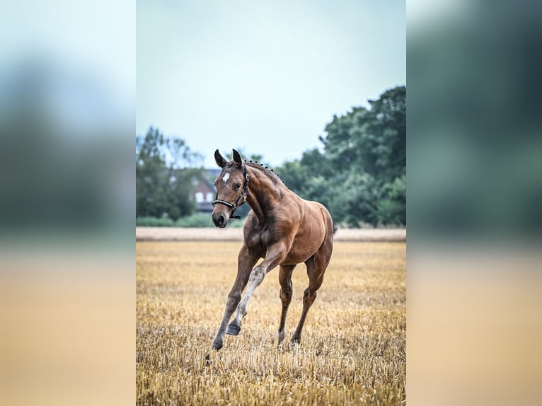 Westphalien Jument Poulain (04/2024) Bai in Raesfeld