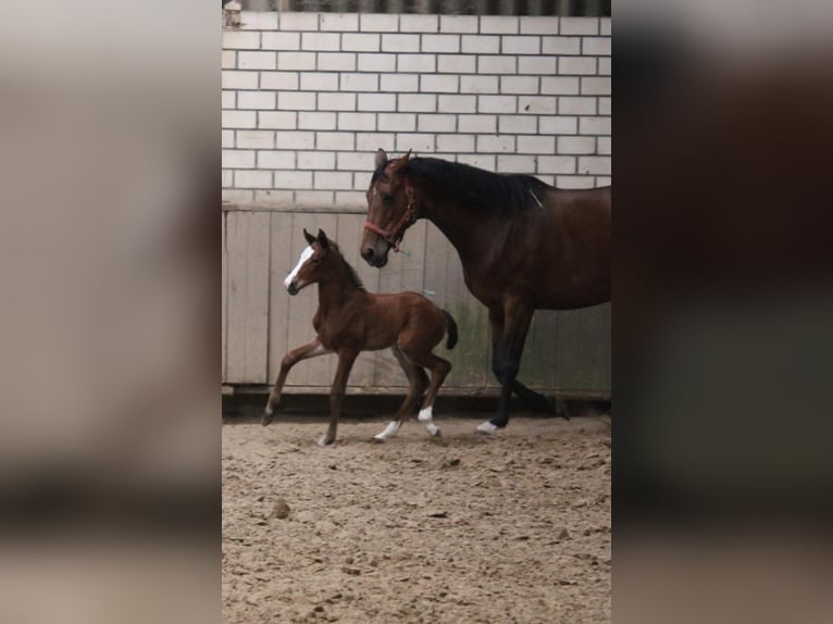 Westphalien Jument Poulain (04/2026) Bai in Rheine