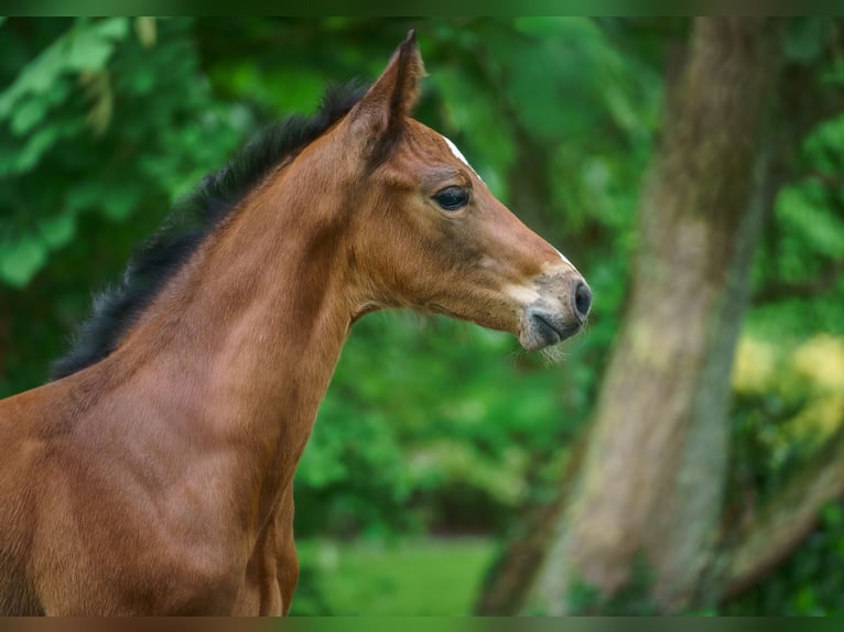 Westphalien Jument Poulain (05/2026) Bai in Drensteinfurt