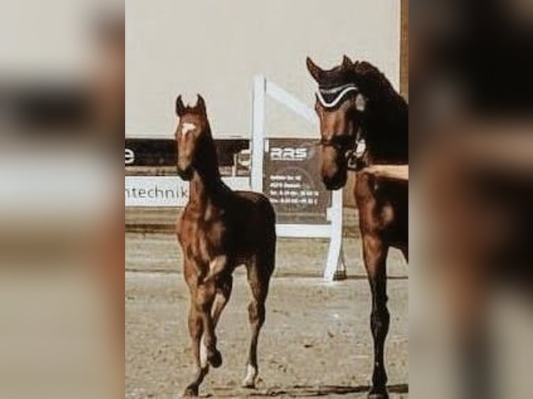 Westphalien Jument Poulain (05/2026) Bai in Olfen