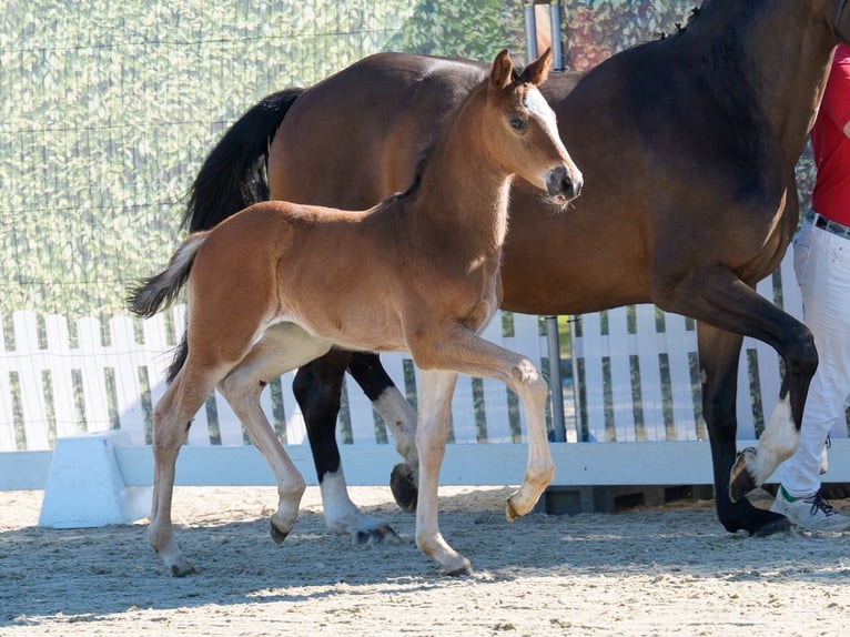 Westphalien Jument Poulain (03/2026) Bai in Mnster-Handorf