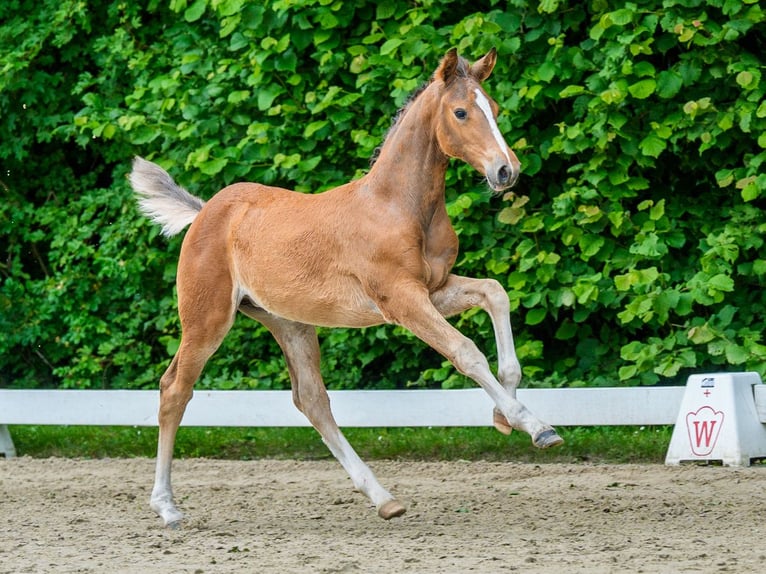 Westphalien Jument Poulain (04/2026) Bai in Mnster-Handorf