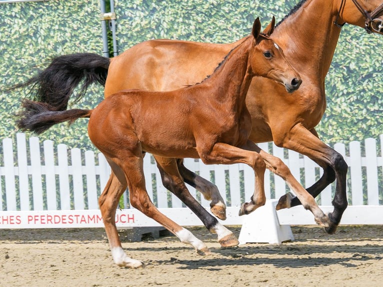 Westphalien Jument Poulain (04/2026) Bai in Riesenbeck