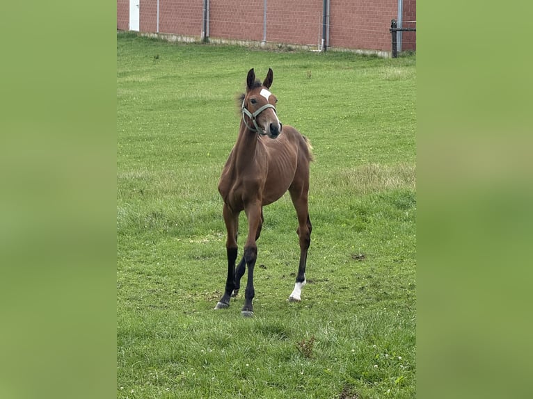 Westphalien Jument Poulain (03/2025) Bai in Viersen