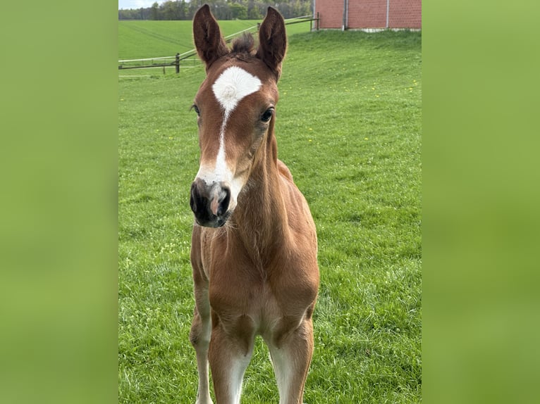 Westphalien Jument Poulain (03/2025) Bai in Viersen