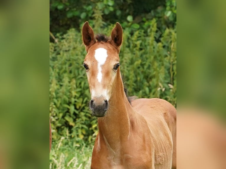 Westphalien Jument Poulain (06/2024) Bai clair in Hamm