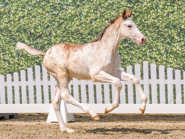 Westphalien Jument Poulain (05/2026) Blanc in Mnster-Handorf