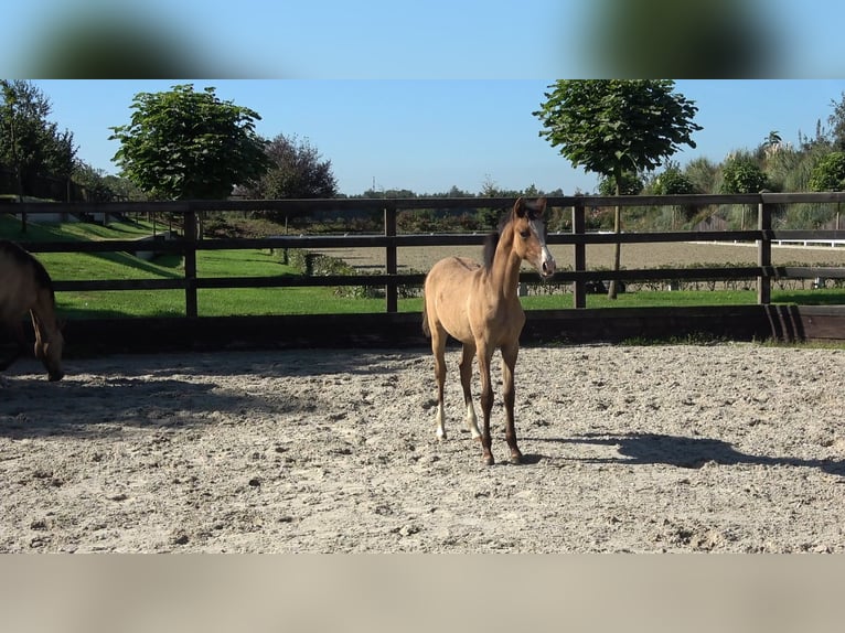 Westphalien Jument Poulain (04/2026) Buckskin in Winterswijk Meddo