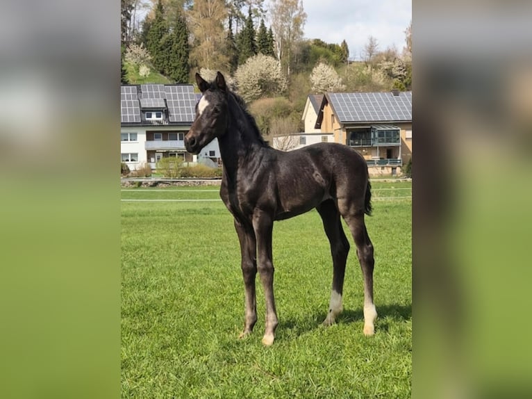 Westphalien Jument Poulain (03/2026) Noir in Borchen
