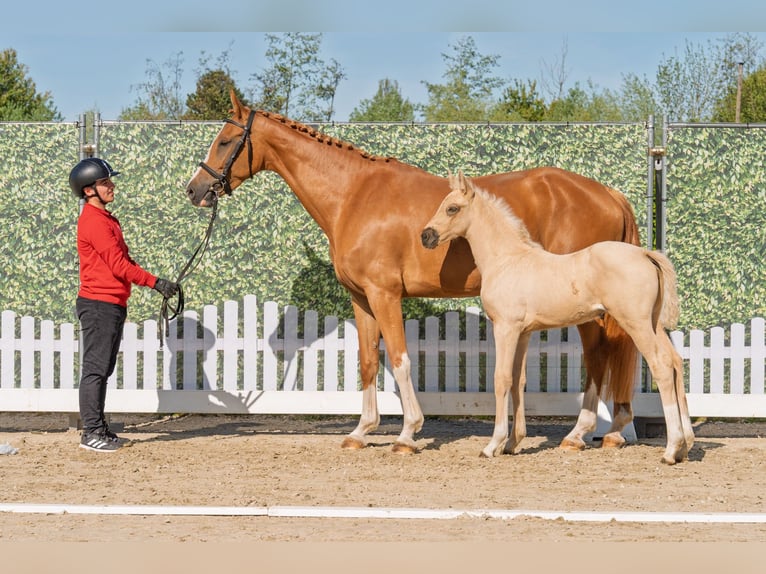 Westphalien Jument Poulain (03/2026) Palomino in Isselburg