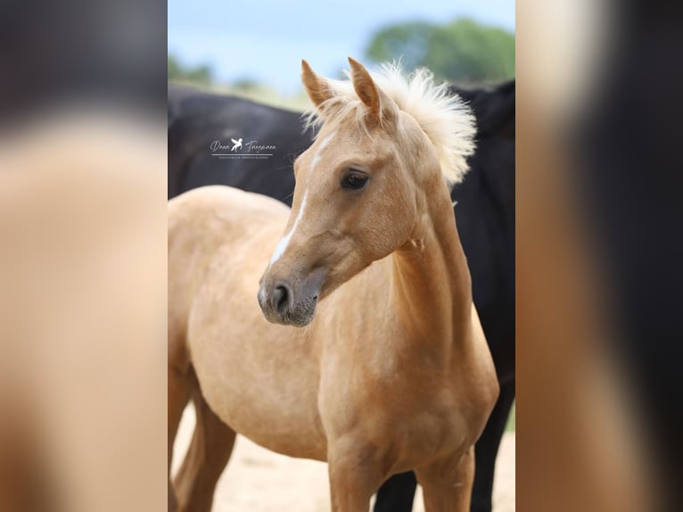 Westphalien Jument Poulain (03/2025) Palomino in Damme