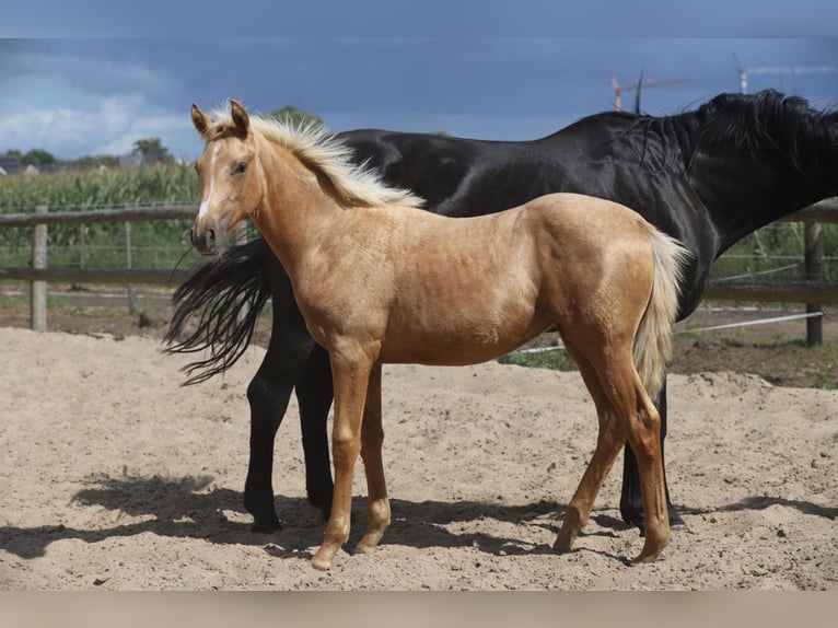 Westphalien Jument Poulain (03/2025) Palomino in Damme