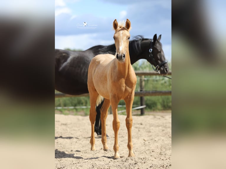 Westphalien Jument Poulain (03/2025) Palomino in Neuenkirchen-V&#xF6;rden