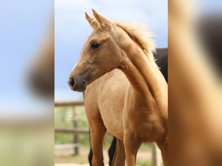 Westphalien Jument Poulain (03/2025) Palomino in Neuenkirchen-V&#xF6;rden