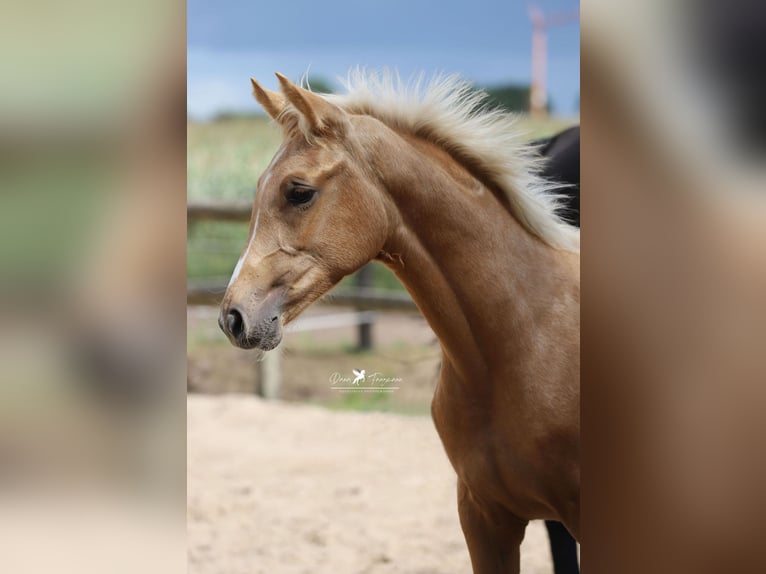 Westphalien Jument Poulain (03/2025) Palomino in Neuenkirchen-V&#xF6;rden